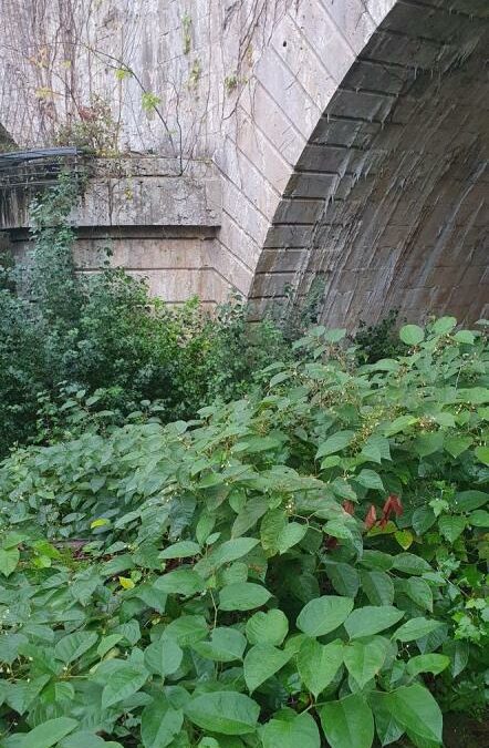 Des végétaux indésirables dans notre patrimoine vert au Passage d’Agen